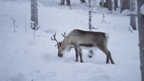 Slow-motion-of-a-reindeer-standing-and-eating-in-snowy-forest-before-starting-to-walk-away-in-Lapland-Finland