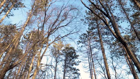Dichte-Baumkronen,-Die-An-Einem-Schönen,-Hellen-Wintertag-Auf-Einen-Langsamen-Spaziergang-Auf-Einem-Pfad-Im-Wald-Hindeuten