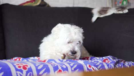 Hund-Liegt-Auf-Der-Couch-Und-Kaut-Leckereien-Für-Haustiere