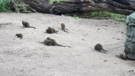 Smal-Group-of-Rodents-on-African-Campsite-Eating,-Playing-and-Roaming-around