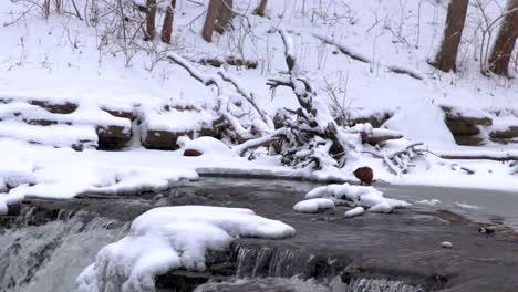 Zooming-shot-of-an-otter-eating-on-a-frozen-river-in-winter