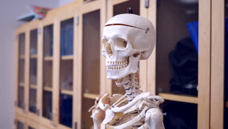 Un-Modelo-Educativo-De-Un-Esqueleto-Humano-En-Exhibición-En-Un-Aula-De-Ciencias-De-La-Universidad-Para-Que-Los-Estudiantes-Lo-Examinen