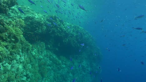 Large-school-of-Blue-Fusilier-pass-by-on-the-reef