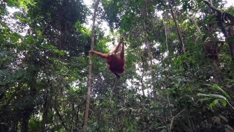 Orangután-Joven-Jugando-En-La-Selva-Tropical-Y-Rascándose-Las-Piernas