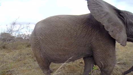 Elefante-Joven-Camina-Hacia-Gopro-Escondido-En-Un-Arbusto-En-El-Gran-Parque-Nacional-Kruger-En-Sudáfrica