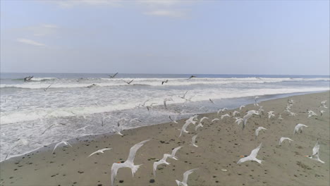 AERIAL:-Pelicans-and-seagulls-flying-on-tropical-beach,-Honduras-1