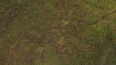 Drone-top-shot-of-grassland-then-tilt-up-revealing-or-unveiling-Serpong-city-near-the-grassland