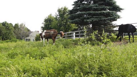 Beautiful-horses-on-an-overgrown-green-pasture