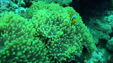 Clownfish-swims-in-and-out-of-anemone