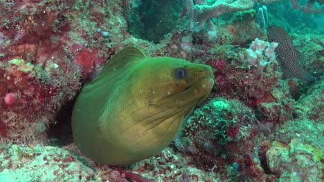 Large-Green-Moray-Eel-guards-it's-home