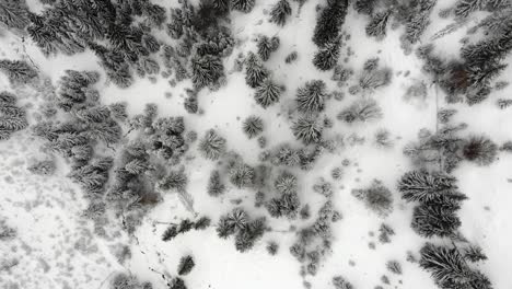 Drone-shot-over-snowed-trees