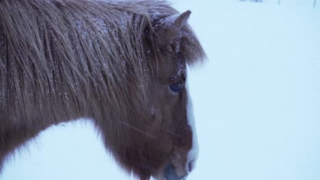 Nahaufnahme-Eines-Pferdes-Im-Schneesturm-Im-Winter-In-Norwegen