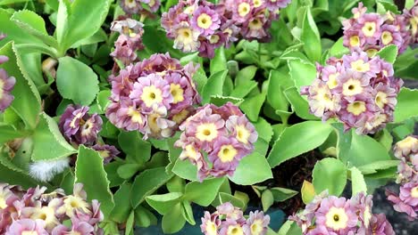 Primula-auricula,-often-known-as-auricula,-mountain-cowslip-or-bear's-ear,-is-a-species-of-flowering-plant-in-the-family-Primulaceae