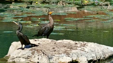 close-up-2-cormorants-sitting-on-a-rock-in-the-sun-with-lily-pads-floating-in-the-back-ground
