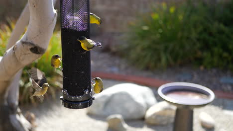 A-group-of-many-colorful-California-Goldfinch-birds-with-yellow-feathers-flying-and-eating-seeds-on-a-birdfeeder