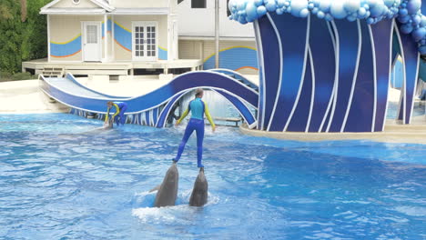 Ein-Seaworld-Trainer-Taucht-Aus-Dem-Wasser-Auf-Und-Wird-Von-Zwei-Delphinen-In-Zeitlupe-Gehalten