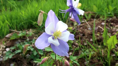 Aquilegia-is-a-genus-of-about-60â€“70-species-of-perennial-plants-that-are-found-in-meadows,-woodlands,-and-at-higher-altitudes-throughout-the-Northern-Hemisphere
