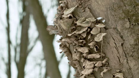 Fungus-on-Side-of-Tree-Stump-CLOSE-UP