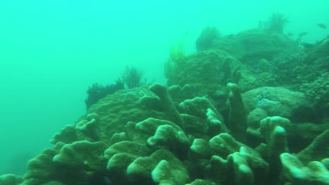Unterwasser-Mit-Korallen-Und-Fischen