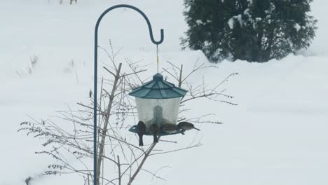 Birds-at-Bird-Feeder-in-Winter