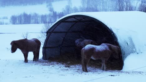 Horses-standing-outside-in-blizzard-in-Norway