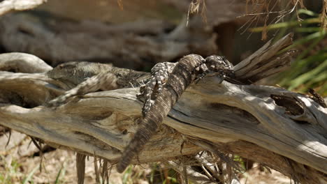 Australian-native-goanna-climbing-a-dead-tree-branch
