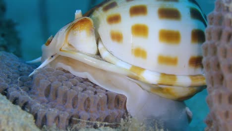 A-macro-video-of-a-sea-snail-with-a-beautiful-coloured-shell