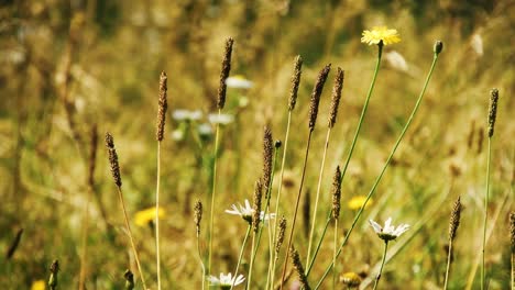wind-through-grass-and-flowers-on-a-spring-day