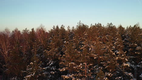 AERIAL:-Revealing-Shot-of-a-Snowy-Forest-and-Magical-Looking-Blue-and-Orange-Sky
