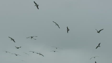 Slow-motion-wide-shot-of-a-flock-of-seagulls-flying-in-the-sky