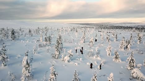 Drone-view-of-snowshoe-walking-in-Saariselka,-Lapland,-Finland