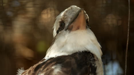 Kookaburra-Nativo-Australiano-Mirando-La-Cámara-Y-Luego-El-Pájaro-Gira-Y-Mira-A-Su-Alrededor