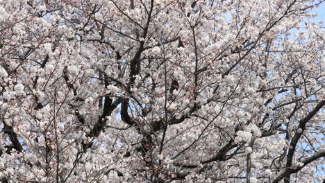Cherry-blossom-in-full-bloom-in-Tokyo,-Japan
