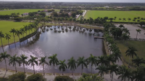 Aerial-footage-of-a-beautiful,-serene,-palm-tree-lined-lake-in-Florida-on-a-warm,-sunny-day