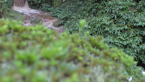 Reveal-shot-of-a-small-muddy-stream
