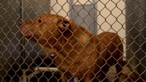 Dogs-looking-for-attention-behind-the-fences-in-their-cages-and-kennels-at-an-animal-control-facility