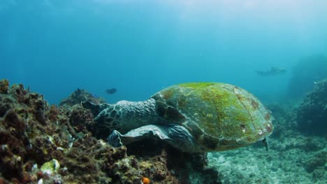 Eine-Hungrige,-Vom-Aussterben-Bedrohte-Echte-Karettschildkröte,-Die-Korallen-Und-Meeresschwämme-Auf-Einem-Riff-Frisst