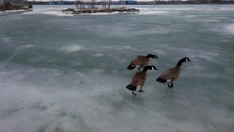 Three-Canadian-Geese-waddle-along-the-frozen-icy-shoreline-in-Windsor,-Ontario