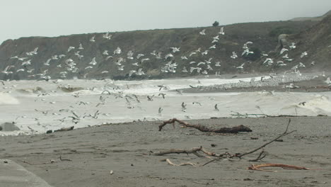 Slow-motion-wide-shot-of-a-flock-of-seagulls-taking-off