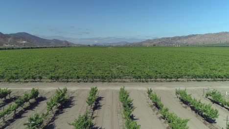 Aerial-shot-of-a-big-vineyad-in-Valle-de-Guadalupe