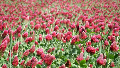 A-meadow-with-Italian-clover-plants-waving-in-a-summer-breeze