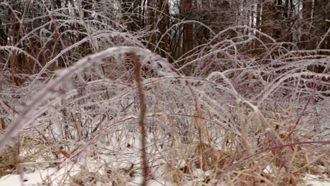 A-very-low-shot-of-ice-structures-covering-small-plant-branches-and-bushes-in-nature