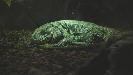 Monitor-lizard-asleep-in-his-terrarium