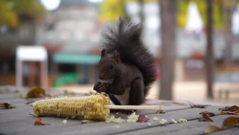 Nahaufnahme-Eines-Eichhörnchens,-Das-Sein-Essen-Im-Wald-Isst