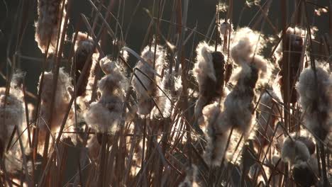 Wind-blowing-through-mace-reed,-early-spring-season-near-a-river