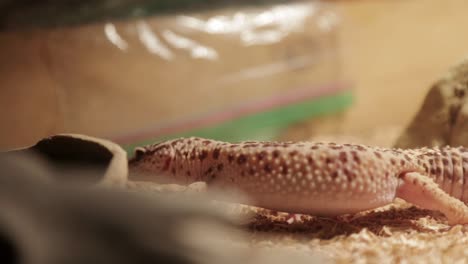 Ein-Leopardgecko-Läuft-In-Seinem-Gehege-Herum