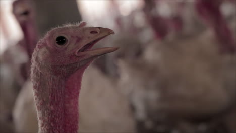This-is-a-closeup-shot-of-a-Turkey-in-a-Turkey-farm-with-other-turkeys-moving-in-the-background