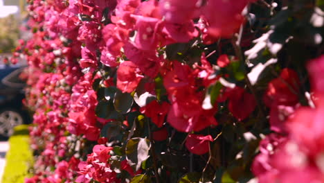 Wand-Aus-Roten-Bougainvilla-Blumen-In-San-Francisco,-Kalifornien