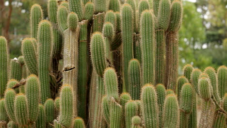 Group-of-Cardon-Grande-Cactus