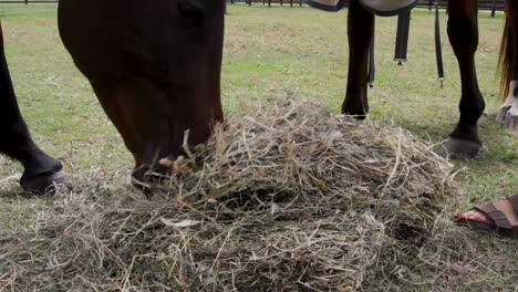 Two-companion-horses-happily-eating-a-pile-of-hay-together-in-a-horse-paddock